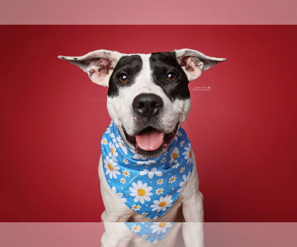 Medium Photo #2 American Pit Bull Terrier Puppy For Sale in Rockville, MD, USA