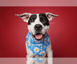Small #1 American Pit Bull Terrier