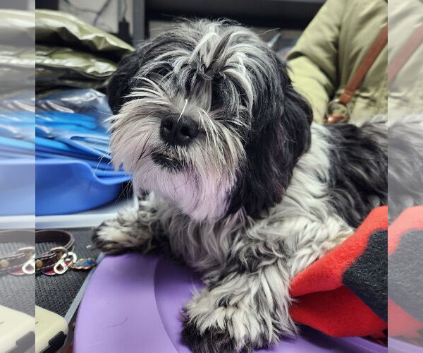 Medium Photo #2 Mal-Shi Puppy For Sale in Fargo, ND, USA