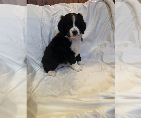 Medium Photo #3 Bernedoodle Puppy For Sale in TRENTON, GA, USA