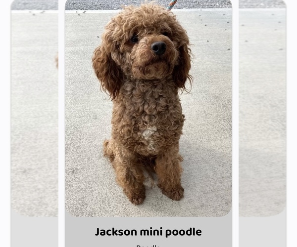 Medium Photo #1 Goldendoodle (Miniature) Puppy For Sale in FREDERICKSBG, OH, USA