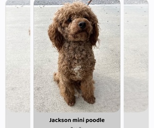 Father of the Goldendoodle (Miniature) puppies born on 05/09/2025