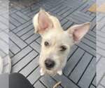 Small #1 Jack Russell Terrier-Miniature Schnauzer Mix
