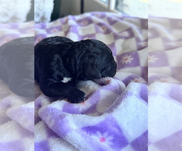 Medium Photo #30 Aussiedoodle-Bernedoodle Mix Puppy For Sale in BELTON, SC, USA