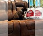Small #2 Cane Corso