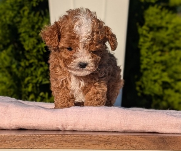Medium Photo #17 Cavapoo (Miniature) Puppy For Sale in GOSHEN, IN, USA