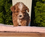 Small #1 Cavapoo (Miniature)
