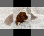 Small #3 Cavalier King Charles Spaniel