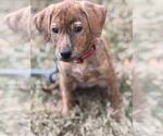 Small Plott Hound-Retriever  Mix