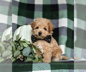 Maltipoo Puppy for sale in LEOLA, PA, USA