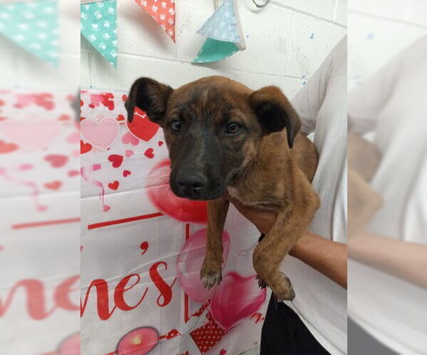 Medium Photo #1 Mutt Puppy For Sale in San Bernardino, CA, USA