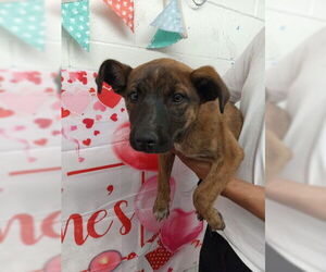 Mutt Dogs for adoption in San Bernardino, CA, USA