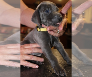 Weimaraner Puppy for sale in SHELBYVILLE, IN, USA