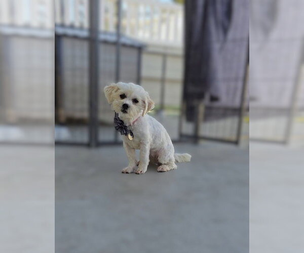 Medium Photo #2 Havamalt Puppy For Sale in Pacifica, CA, USA