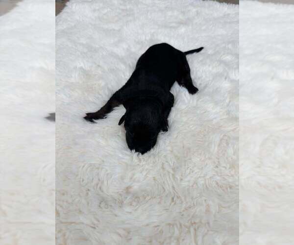 Medium Photo #1 Mutt Puppy For Sale in Imlay City, MI, USA