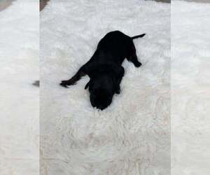 Mutt Dogs for adoption in Imlay City, MI, USA