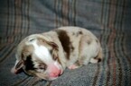 Small Photo #2 Miniature Australian Shepherd Puppy For Sale in MOUNT VERNON, WA, USA