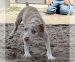 Small #2 Catahoula Leopard Dog Mix