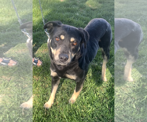 Medium Photo #2 Mutt Puppy For Sale in Rockville, MD, USA