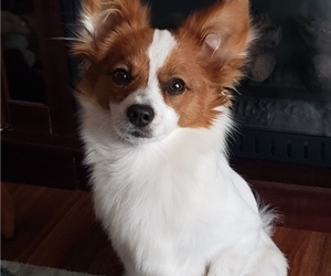 Papillon Puppy for sale in SAINT PETERSBURG, FL, USA