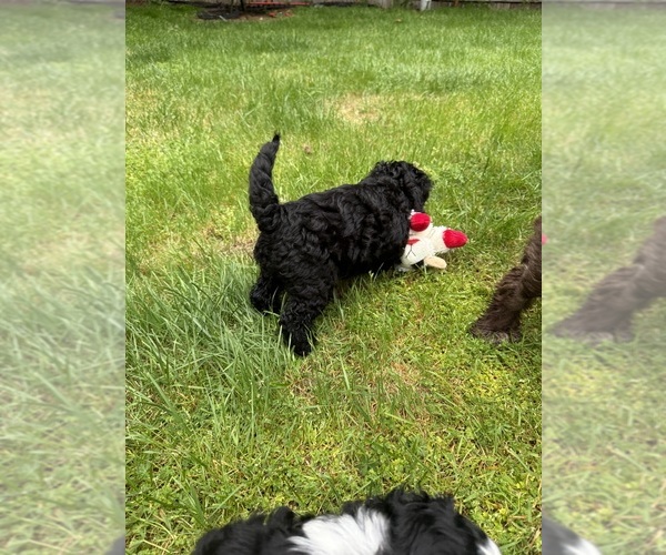 Medium Photo #3 Cocker Spaniel-Sheepadoodle Mix Puppy For Sale in SAMMAMISH, WA, USA