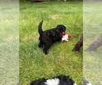 Small #2 Cocker Spaniel-Sheepadoodle Mix
