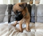 Small Photo #6 Belgian Malinois Puppy For Sale in DECATUR, AL, USA