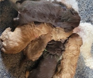 Poodle (Miniature) Litter for sale in MORRISON, CO, USA