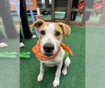 Small #5 Retriever  Mix