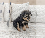 Small Photo #4 Poodle (Toy) Puppy For Sale in NORTH LAWRENCE, OH, USA