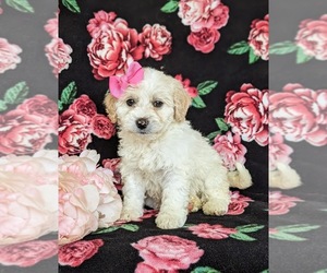 Miniature Bernedoodle Puppy for sale in OXFORD, PA, USA