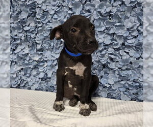 Mutt Dogs for adoption in Bakersfield, CA, USA