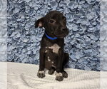 *CHIP - Male Mutt Dog for Adoption - Small photo