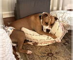 Small #2 American Staffordshire Terrier Mix