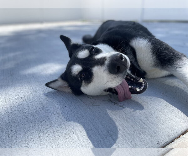 Medium Photo #3 Alaskan Malamute-Unknown Mix Puppy For Sale in Lancaster, PA, USA