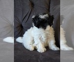 Small Photo #3 Maltipoo Puppy For Sale in SOUTHWICK, MA, USA