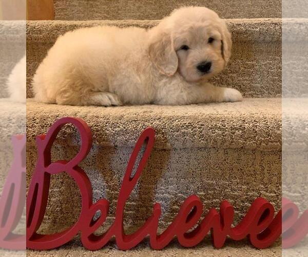Medium Photo #4 Goldendoodle Puppy For Sale in GLENDALE, CA, USA