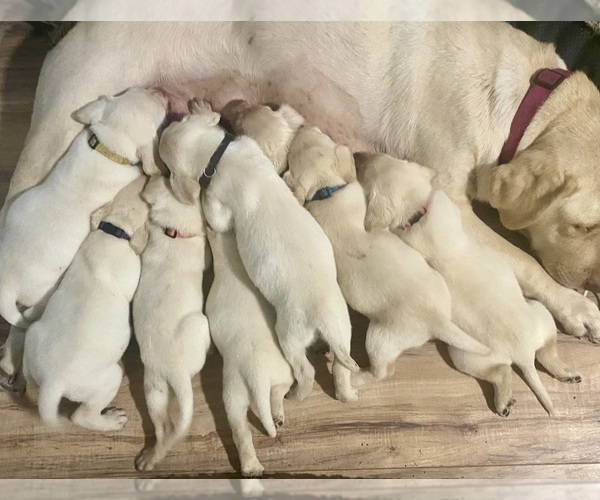 Medium Photo #31 Labrador Retriever Puppy For Sale in WILDWOOD, FL, USA