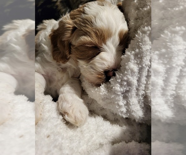 Medium Photo #2 Cavapoo (Miniature) Puppy For Sale in CHIPLEY, FL, USA