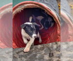 Trip - Female Mutt Dog for Adoption - Small photo