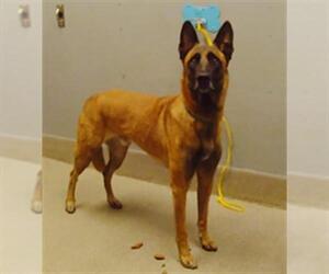 German Shepherd Dog-Unknown Mix Dogs for adoption in Las Vegas, NV, USA
