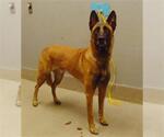 Small German Shepherd Dog Mix