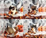 Small Photo #4 Shorkie Tzu Puppy For Sale in CALUMET CITY, IL, USA