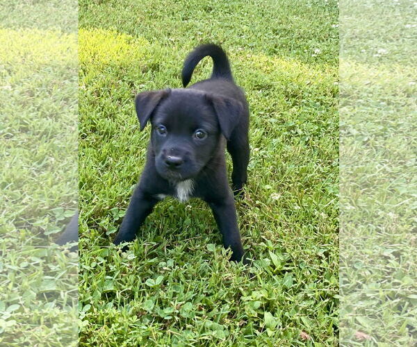 Medium Photo #8 Labrador Retriever-Unknown Mix Puppy For Sale in Hillsboro, MO, USA