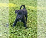Small Photo #8 Labrador Retriever-Unknown Mix Puppy For Sale in Hillsboro, MO, USA