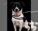 Small #6 Border Collie-Colonial Cocker Spaniel Mix