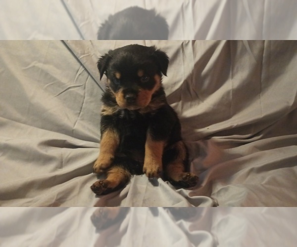 Medium Photo #1 Rottweiler Puppy For Sale in CINCINNATI, OH, USA