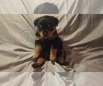 Small Photo #1 Rottweiler Puppy For Sale in CINCINNATI, OH, USA