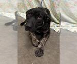 BATMAN - Male German Shepherd Dog Dog for Adoption - Small photo