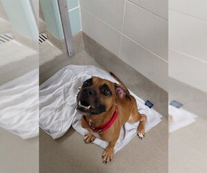 SIZZLA - Male Mutt Dog for Adoption - Photo #2